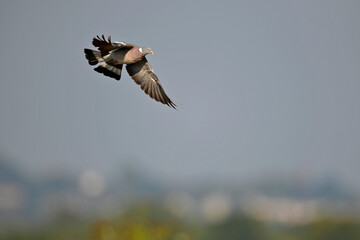 Ringeltaube // Common wood pigeon (Columba palumbus)