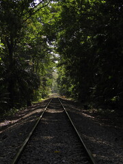 Fototapeta premium view of the soberania rainforest in panama