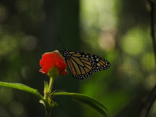 wild butterfly of panama in the forest