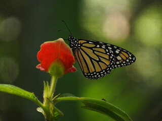 wild butterfly of panama in the forest