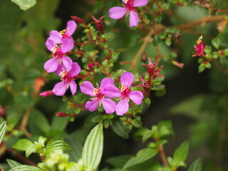 Obraz premium wild flower in panama rainforest