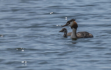 Great Crested Grebe with his offspring

