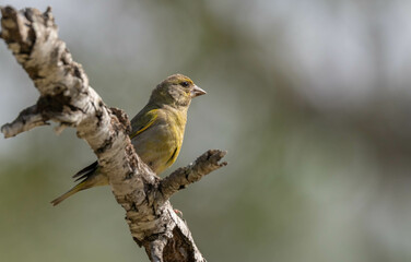 European Greenfinch in the branch

