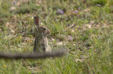 Wild rabbit in the field