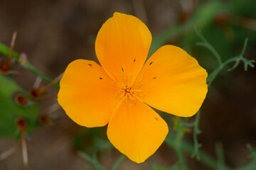 Obraz na płótnie Canvas Orange flower of a California poppy in a Connecticut garden.