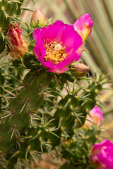 Pink flower of a walking stick cholla cactus in Connecticut.