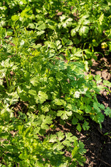 organic cilantro in the garden