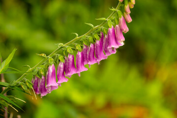 Purple foxglove flowers in a Connecticut garden. © duke2015