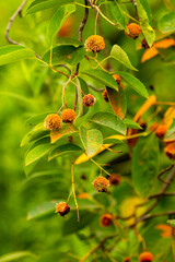 Cedar-hawthorn rust fungus on a shadbush shrub in Connecticut.