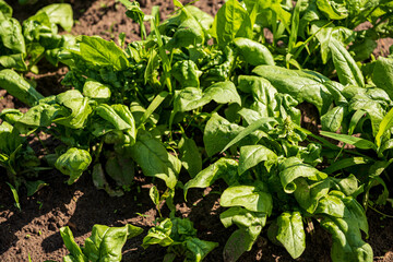 organic spinach in the garden