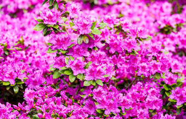 Pink alpine rose blossoms. Flowering plant close-up. Rhododendron.
