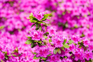 Pink alpine rose blossoms. Flowering plant close-up. Rhododendron.
