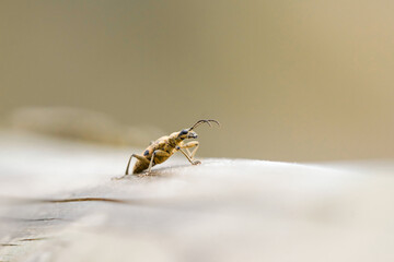 Close-up of the oak tongs beetle. Brown black beetle. Rhagium sycophanta.
