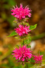 Purple bee balm flowers in a Connecticut garden.