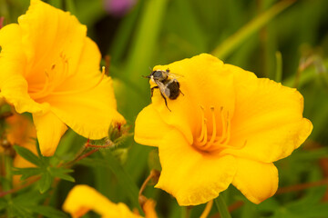 Obraz premium Bumblebee foraging in a yellow daylily flower in Connecticut.