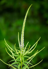 Blooming veronicastrum plant in a Connecticut garden.