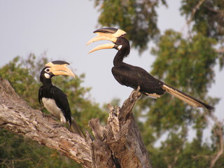 Two birds arguing
