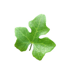 green leaves isolated on white background with clipping path