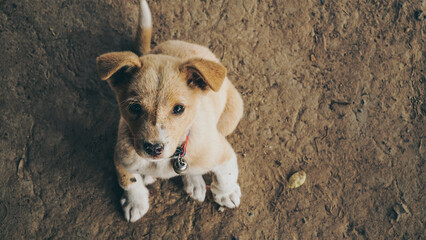 dog sitting and looking