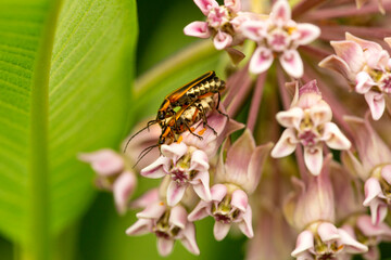 Margined leatherwing beetles mating on a milkweed flower in Connecticut.