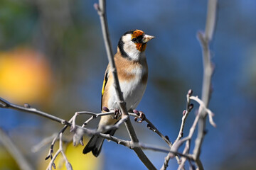 European Goldfinch // Stieglitz (Carduelis carduelis)