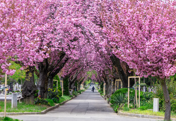 Road with blooming trees in spring