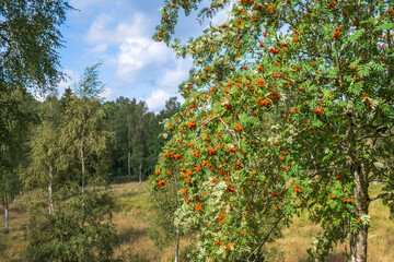 Fototapeta na wymiar Rowan tree with berries on the branches