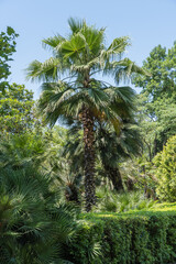 Fototapeta na wymiar Palms of Washingtonia filifera, commonly known as California fan palm, in landscape park in Sochi. Beautiful palm tree with luxurious leaves grows among deciduous trees. Nature concept for design.