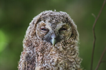 A close-up photo of a young owl sitting on a branch in the park. 