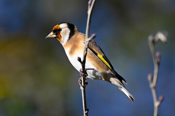 European Goldfinch // Stieglitz (Carduelis carduelis)