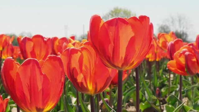 Red Tulip flowers blooming in the garden field landscape. Beautiful spring garden with many red tulips outdoors. Blooming floral park in sunrise light. Stripped tulips growing in flourish meadow sunny