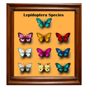 Vector for insect lepidoptera species  or  butterflies collection set with wood frame