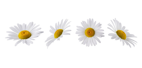 Set of Chamomile flower head isolated on transparent background. Daisy flower, medical plant. Chamomile flower as an element for your design. - obrazy, fototapety, plakaty