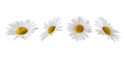 Set of Chamomile flower head isolated on transparent background. Daisy flower, medical plant. Chamomile flower as an element for your design.