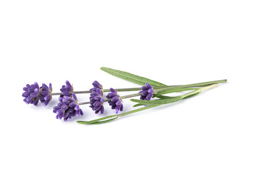 Naklejka premium Lavender flower isolated on white background. Bouquet of lavender flowers with leaves. Alternative medicine herbs.
