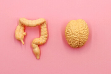 The Gut-Brain Axis. A two-way biochemical signaling that takes place between the gastrointestinal...