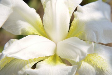 Details of a German iris flower