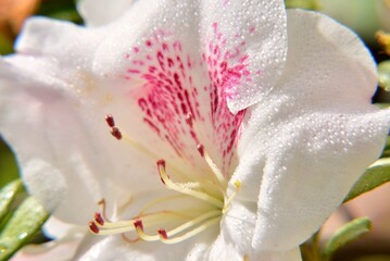 Rhododendron hyperythrum Hayata close up