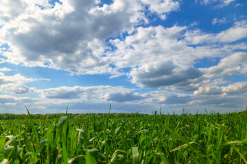 young green wheat sprouts agricultural field, bright spring landscape on a sunny day, blue sky as background