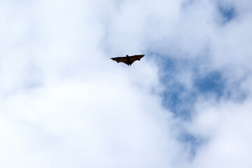 Bats are the only mammals that can fly. Instead of arms or hands, they have wings. The wings have a bone structure similar to the human hand
