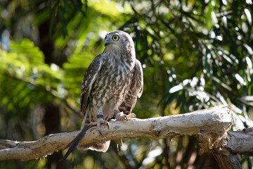 The barking owl has bright yellow eyes and no facial-disc. Upperparts are brown or greyish-brown, and the white breast is vertically streaked with brown.