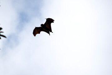 Bats are the only mammals that can fly. Instead of arms or hands, they have wings. The wings have a bone structure similar to the human hand