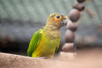 The brown throated conure plumage is green. The forehead, sides of head and chin are yellowish-orange. The crown is bluish, and the throat and upper breast are pale olive-brown.