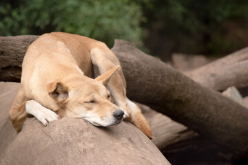 Dingos are a dog-like wolf. They have a long muzzle, erect ears and strong claws. They usually have...
