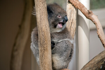 the koala has his mouth open showing its teeth