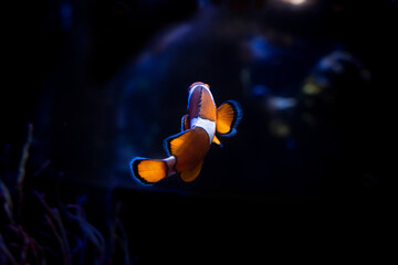 a specimen of amphiprion ocellaris or said clown fish