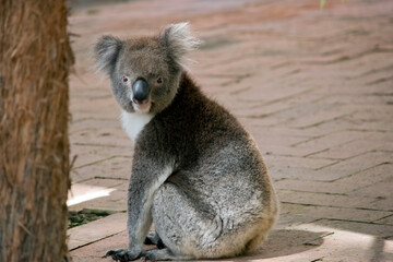 the koala is sitting on bricks