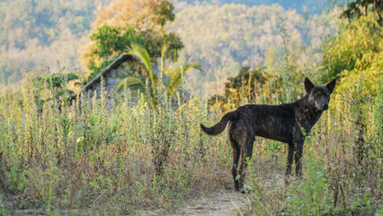 Dog in the village on the mountain