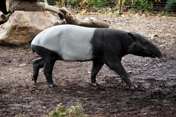 the malaysian tapir has a black head and shoulders with a white body and black legs