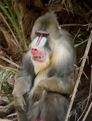 the mandrill has  red and blue skin on its face and posterior.Its body fur is grey and tan